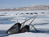 Narwhals come up in seal holes and rotten ice to catch a breath Photographic Print by Paul Nicklen