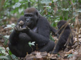 A western lowland gorilla with young eating termites Lámina fotográfica por Ian Nichols A western lowland gorilla with young eating termites Lámina fotográfica por Ian Nichols