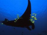 A manta ray with yellow striped jacks Valokuvavedos tekijänä David Doubilet