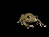 An endangered suro stream frog Photographic Print by Joel Sartore