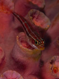 A triplefin fish Photographic Print by Jennifer Hayes
