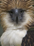 The depth and narrowness of the eagles' bill is unique among birds Photographic Print by Klaus Nigge