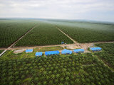 Oil palms displace native plant and animal species in Sarawak Photographic Print by Mattias Klum