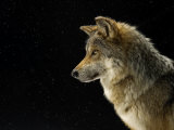 A Mexican gray wolf at the Wild Canid Survival and Research Center Photographie par Joel Sartore
