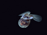 A winged pteropod drifting in the open water feeding on plankton Photographic Print by Paul Nicklen