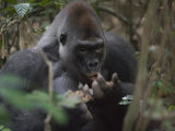 A western lowland gorilla eats termites from his palm Lámina fotográfica por Ian Nichols A western lowland gorilla eats termites from his palm Lámina fotográfica por Ian Nichols