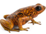 An threatened Oophaga sylvatica frog Photographic Print by Joel Sartore