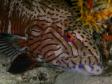 A grouper fish Photographic Print by Jennifer Hayes