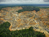 Access roads and terraced fields erase Sarawak's rolling lowlands Photographic Print by Mattias Klum