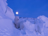 An Arctic fox under a full moon on a February morning Lámina fotográfica por Norbert Rosing
