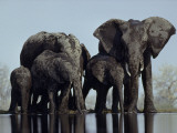 A herd of elephants drink from a water hole in Etosha National Park Lámina fotográfica por Des & Jen Bartlett