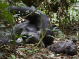 Kingo rests in the leaf litter as son Kusu lies near Lámina fotográfica por Ian Nichols Kingo rests in the leaf litter as son Kusu lies near Lámina fotográfica por Ian Nichols
