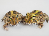 A pair of vulnerable Pacific horned frogs Photographic Print by Joel Sartore