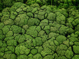 Borneo supports at least 15,000 known species of plants Photographic Print by Mattias Klum