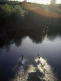 Two Roosevelt elks ford a stream Photographic Print by Sam Abell