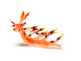 A toxic Flabellina exoptata nudibranch Fotografie-Druck von David Doubilet