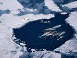 A polar bear mother with cub consider attacking a male narwhal Valokuvavedos tekijänä Paul Nicklen A polar bear mother with cub consider attacking a male narwhal Valokuvavedos tekijänä Paul Nicklen
