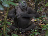 A gorilla beats her chest to initiate play with one of her siblings Lámina fotográfica por Ian Nichols A gorilla beats her chest to initiate play with one of her siblings Lámina fotográfica por Ian Nichols