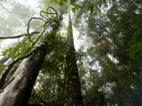 Lianas vines twine around dipterocarp trees Photographic Print by Mattias Klum