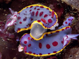 Mating behavior of hyselodoris bennetti nudibranchs Lámina fotográfica por David Doubilet