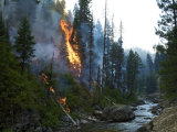 Trees torching along Payette River after fire burst through fire line Photographic Print by Mark Thiessen