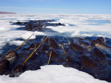 Narwhals are resting in a hole in the sea ice Photographic Print by Paul Nicklen