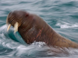 A young walrus returning from feeding on clams Photographic Print by Paul Nicklen