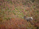 Bighorn sheep, Ovis canadensis, in first snow of autumn Photographic Print by Michael Melford