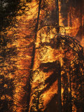 A crew burns out a portion of sub-alpine firs near Warm Lake Photographic Print by Mark Thiessen