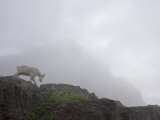 Male mountain goat along Hidden Lake Trail, with Mt. Clements in back Photographic Print by Michael Melford