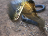 A King Cobra Strikes in Self-Defense During a Match Against a Man Photographie par Mattias Klum
