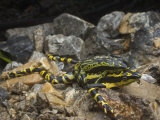 A live male harlequin frog mating with a dead female Photographic Print by Joel Sartore