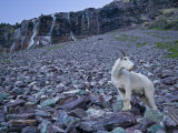 Male mountain goat along the trail to Sperry Glacier Photographic Print by Michael Melford