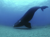 A southern right whale hovers inches over the sandy seafloor Fotografie-Druck von Brian J. Skerry