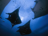 Manta rays over Manta Point Photographic Print by David Doubilet