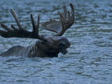 A moose, Alces alces, swimming in Redrock Lake Photographic Print by Michael Melford