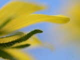Wildflowers blooming after spring burning on a cattle ranch Photographic Print by Jim Richardson