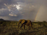 A young male is no longer welcome among his female relatives Photographic Print by Michael Nichols
