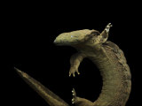 A hellbender frog Photographic Print by Joel Sartore