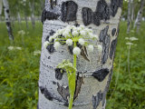 Aspen trees near Saint Mary Lake, east side of glacier. Photographic Print by Michael Melford