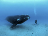 A diver has a close encounter wih a southern right whale Fotografie-Druck von Brian J. Skerry