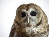A threatened Mexican spotted owl Fotografie-Druck von Joel Sartore