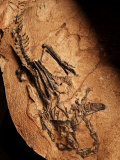 A nearly complete ceratosaur skeleton Photographic Print by Ira Block