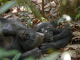 A young western lowland gorilla lies beside his napping mother Lámina fotográfica por Ian Nichols A young western lowland gorilla lies beside his napping mother Lámina fotográfica por Ian Nichols