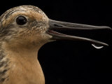 Close view of a red knot sandpiper Photographic Print by Joel Sartore