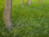 Summer grass and wildflowers among trees at Waterton Lakes Photographic Print by Michael Melford