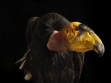 A captive endangered California condor at the Phoenix Zoo Photographic Print by Joel Sartore