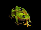 A pair of endangered lemur leaf frogs Photographic Print by Joel Sartore