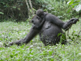 A juvenile rides on its mother's back as she feeds on swamp greens Lámina fotográfica por Ian Nichols A juvenile rides on its mother's back as she feeds on swamp greens Lámina fotográfica por Ian Nichols
