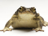 An endangered Puerto Rican crested toad Photographic Print by Joel Sartore